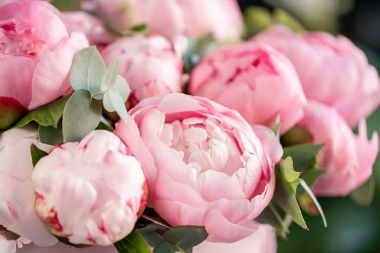 40+ Gorgeous Flowers With Roses Shape: Unique Romantic Plants To Discover