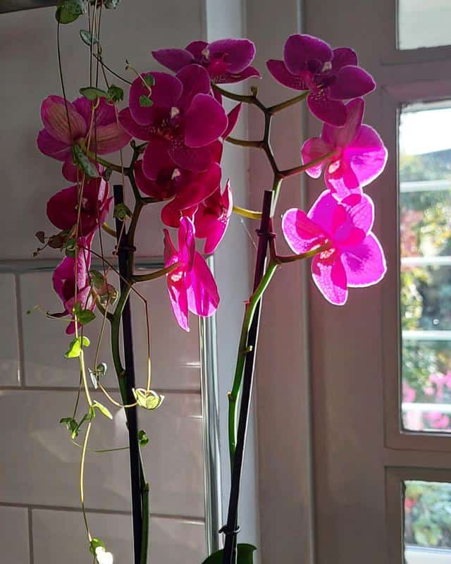 Moth Orchid (Indoors)