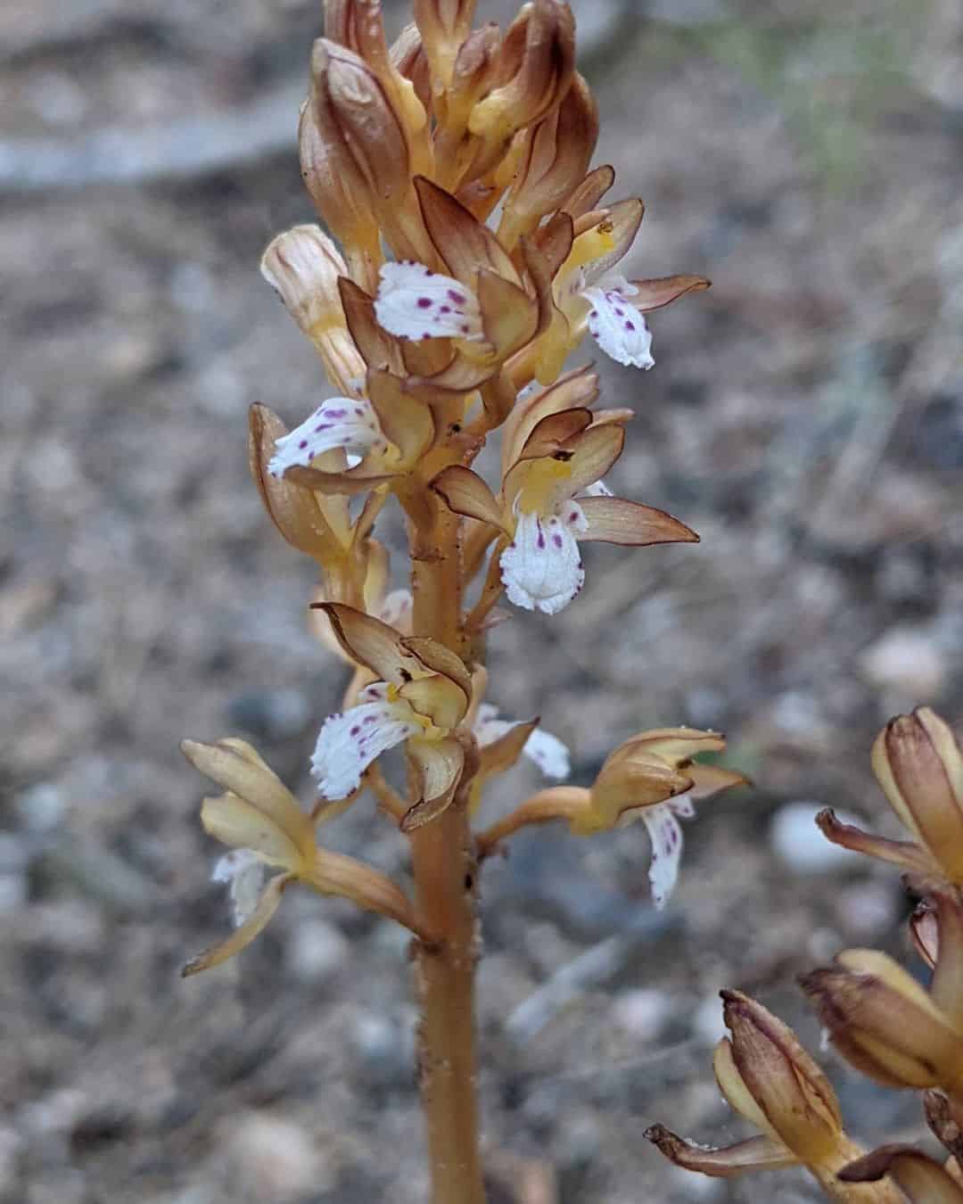 the spotted coralroot orchid