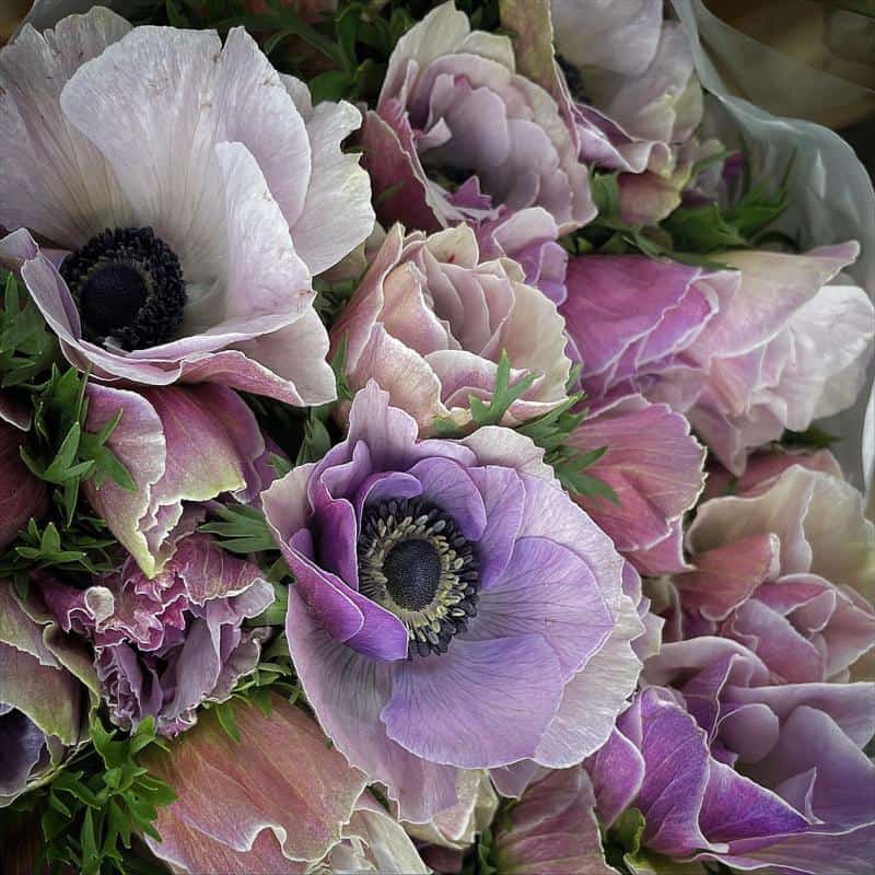 Anemone Flowers That Symbolize Mother’s Day