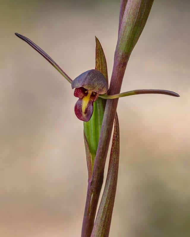Bird’s Mouth Orchid