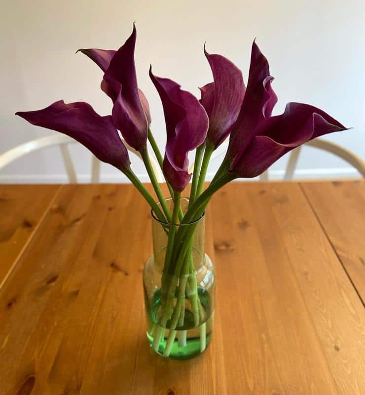 Calla Lily Flowers That Symbolize Mother’s Day