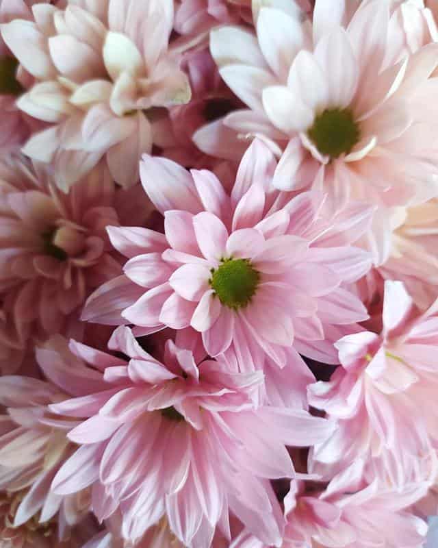 Chrysanthemum Flowers That Symbolize Mother’s Day