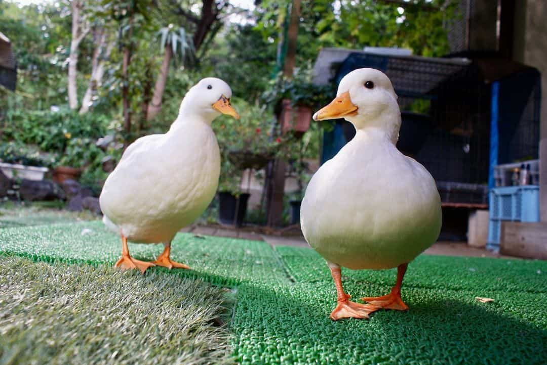 Essential Information About Ducks