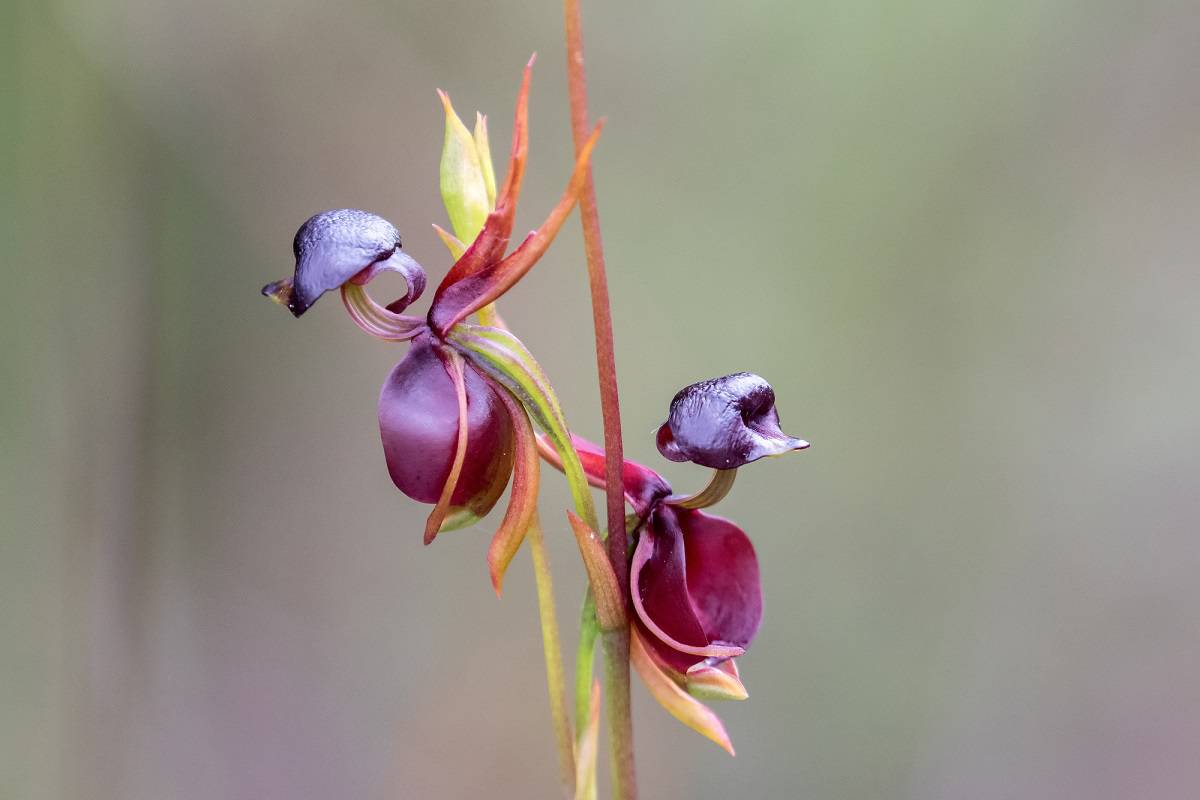 Flowers that Look Like Birds