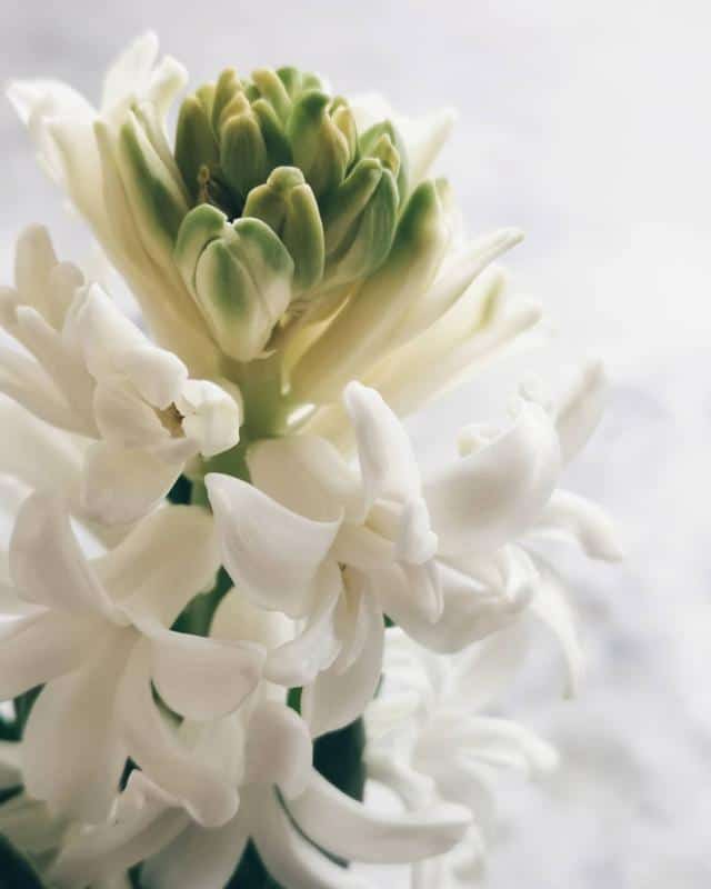 Hyacinth Flowers That Symbolize Mother’s Day