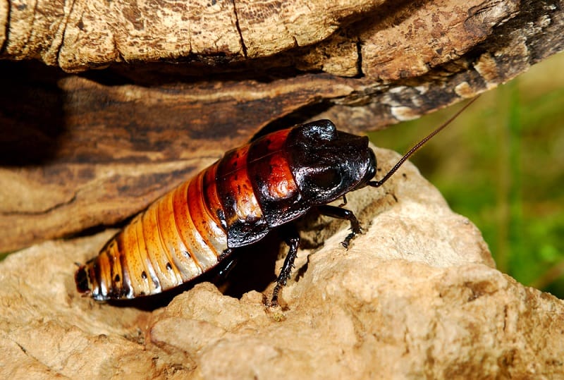 Nutrition of Pet Cockroaches