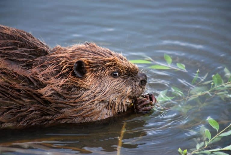 What Do Beavers Eat? Can Humans Feed Them?