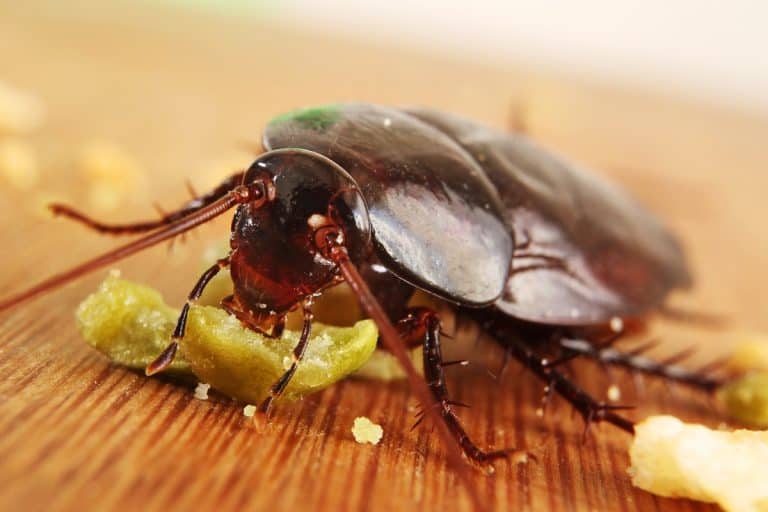 What Do Cockroaches Eat: What Grub Brings Them to Our Homes?
