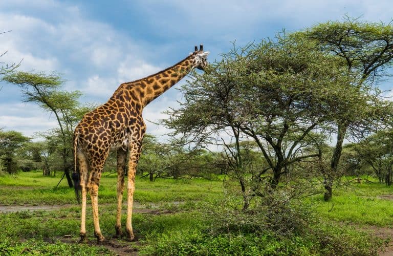 What Do Giraffes Eat? The Diet Of The Tallest Animals In The World