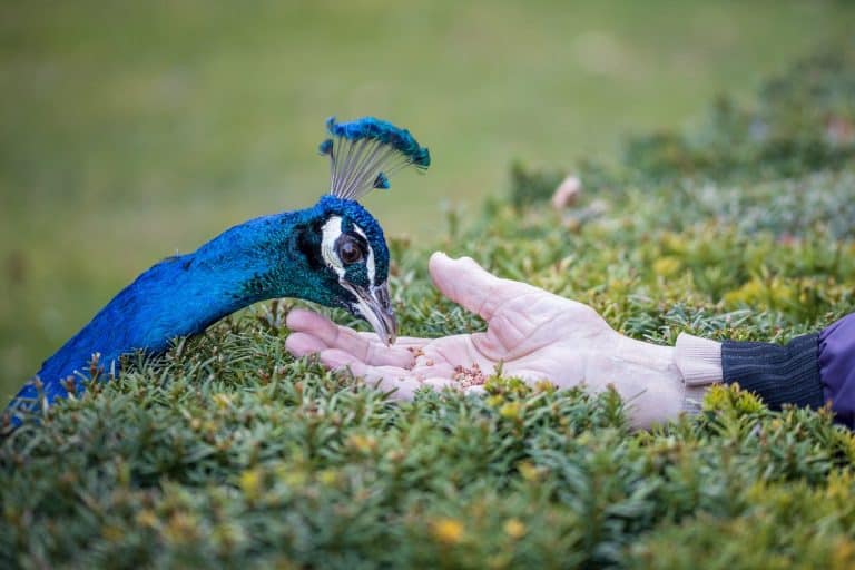 What Do Peacocks Eat? – An Interesting  Insight Into Peacock Diet Preferences