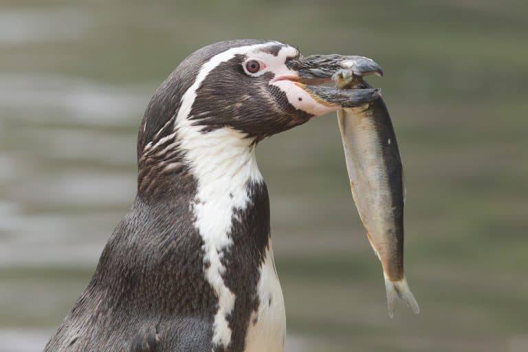What Do Penguins Eat: Diet Of The Cutest Flightless Birds