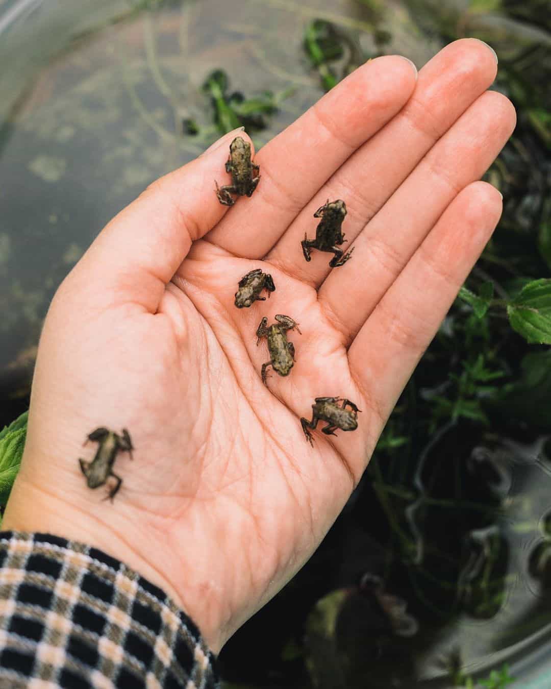Baby Frogs as Pets