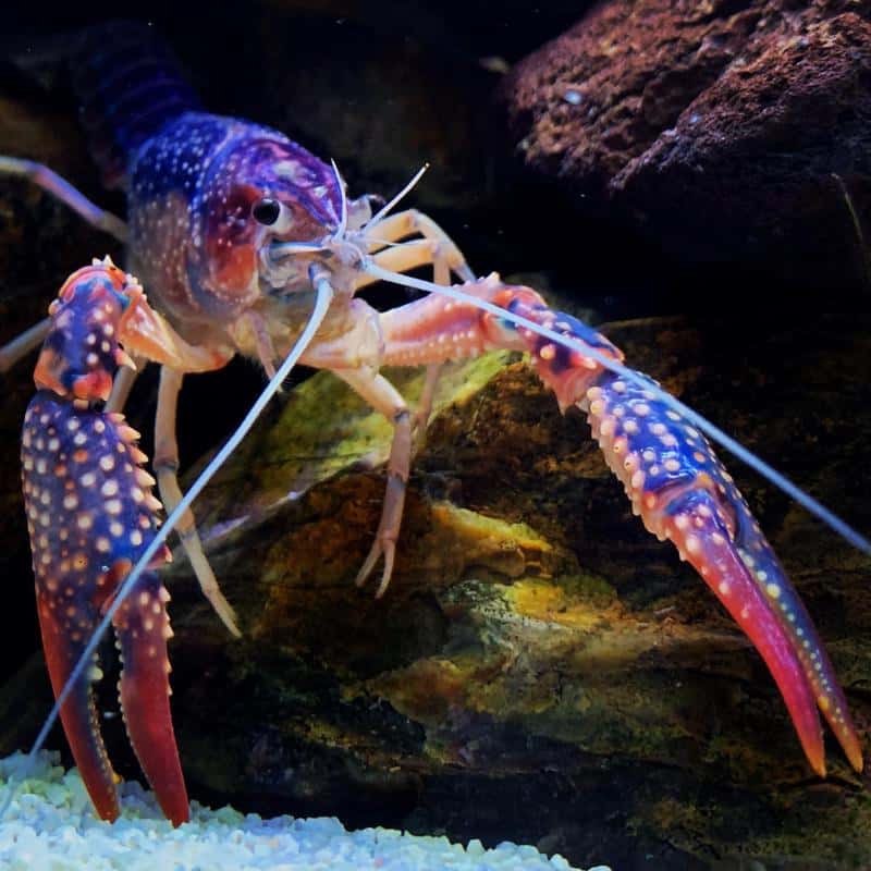 Blue Crayfish (Procambarus alleni)