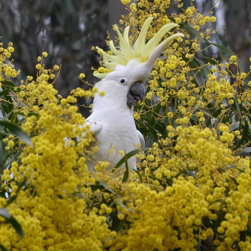 Cockatoos: Sulphur-Crested Cockatoo (Cacatua galerita)