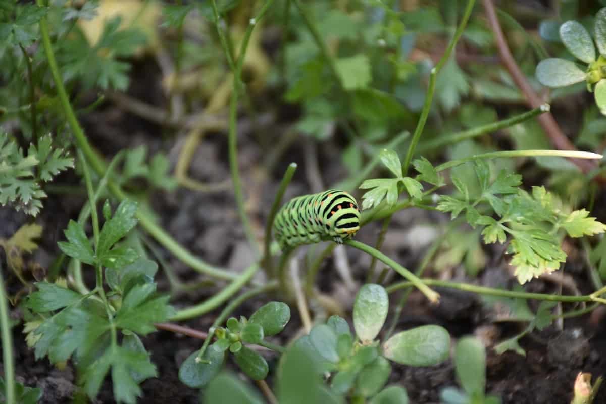Important Host Plants of Caterpillars