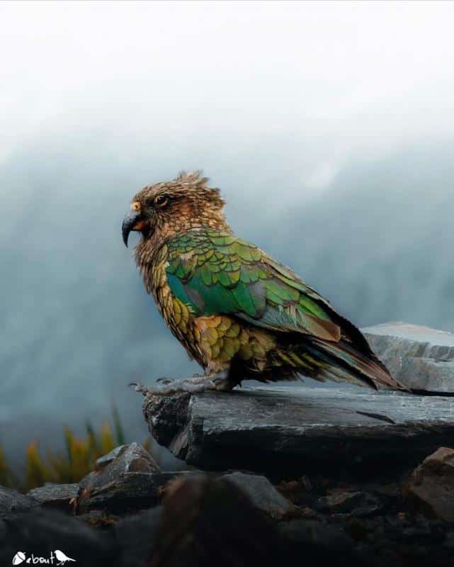 New Zealand Parrots: Kea (Nestor notabilis)