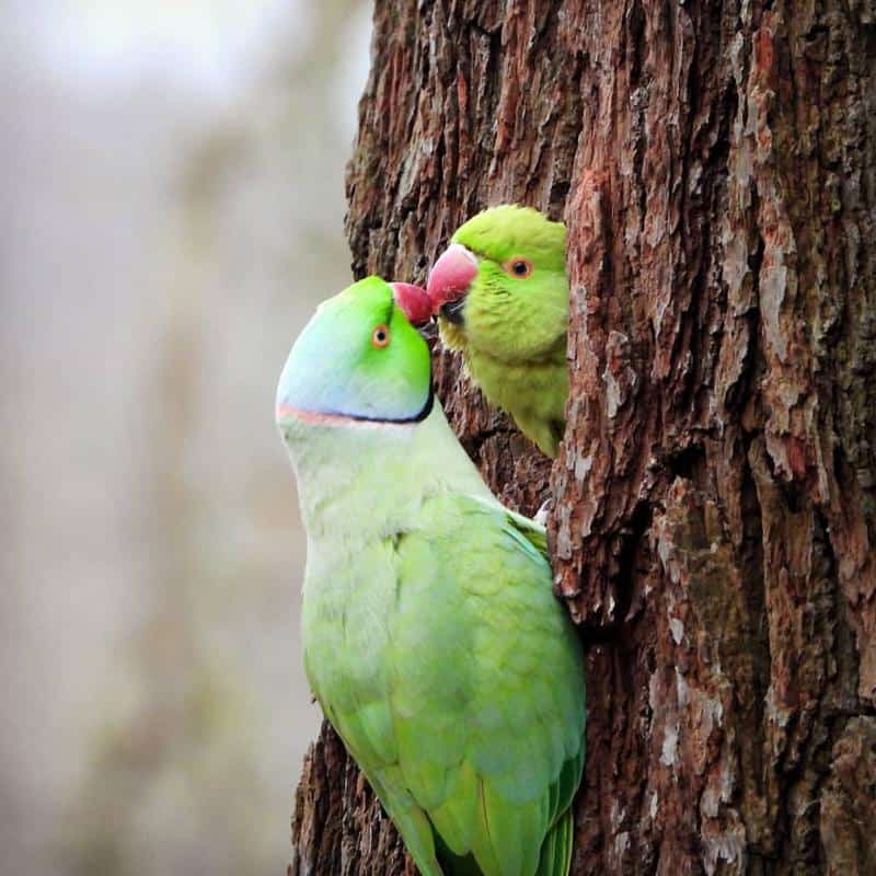 Parakeets: Ring-Necked Parakeet (Psittacula krameria)