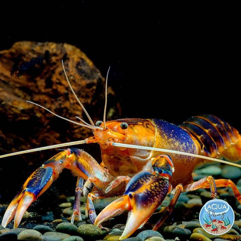 Smooth Freshwater Crayfish (Cherax destructor)