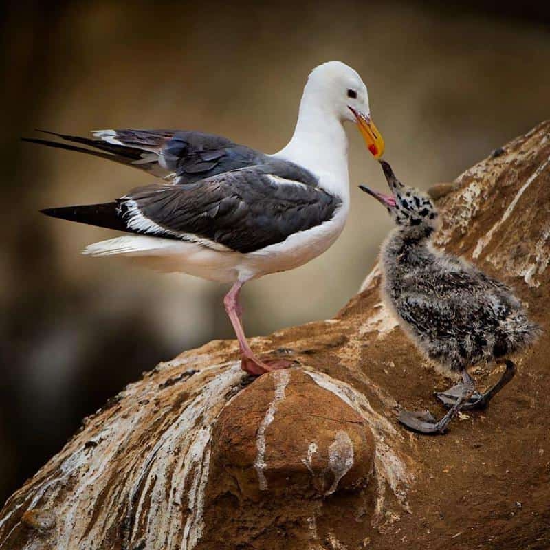 What Do Baby Gulls Eat