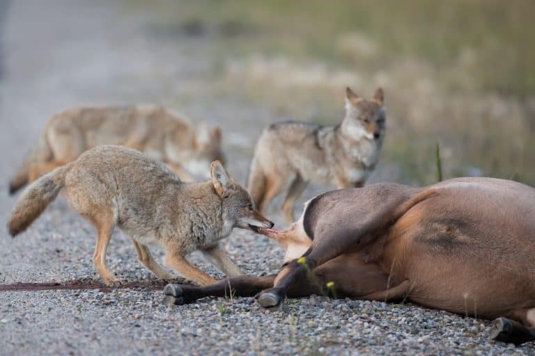 What Do Coyotes Eat? Exploring The Diet Of These Cunning Canids
