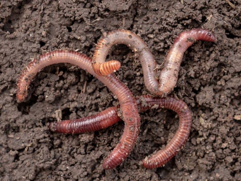 What Do Earthworms Eat? What Gives Them Their Nutrients?