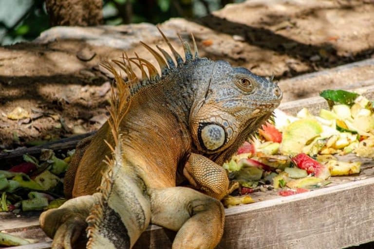 What Do Iguanas Eat? Are Iguanas Herbivorous Or Omnivorous?