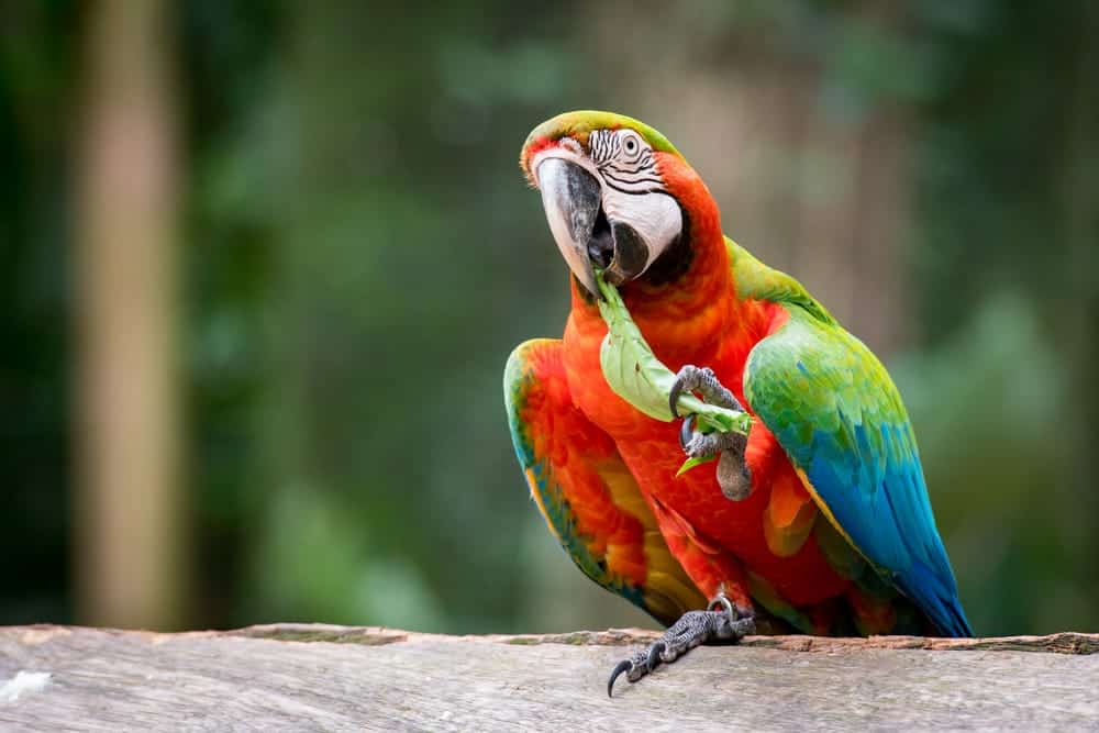 What Do Parrots Eat