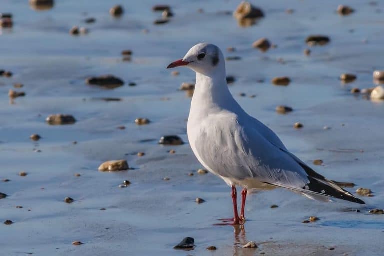 What Do Seagulls Eat? Focusing On Their Diet and Feeding Behaviour