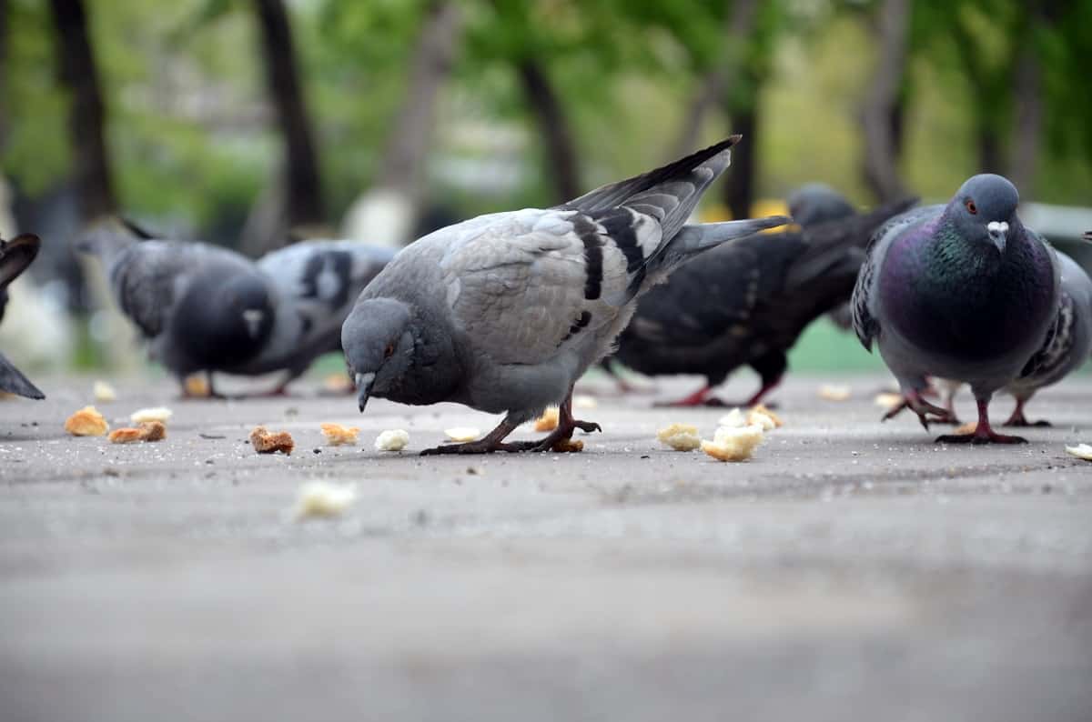 What do Pigeons Eat