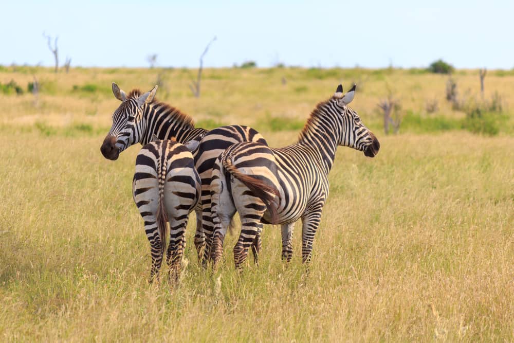 Zebras and Their Nutritional Habits