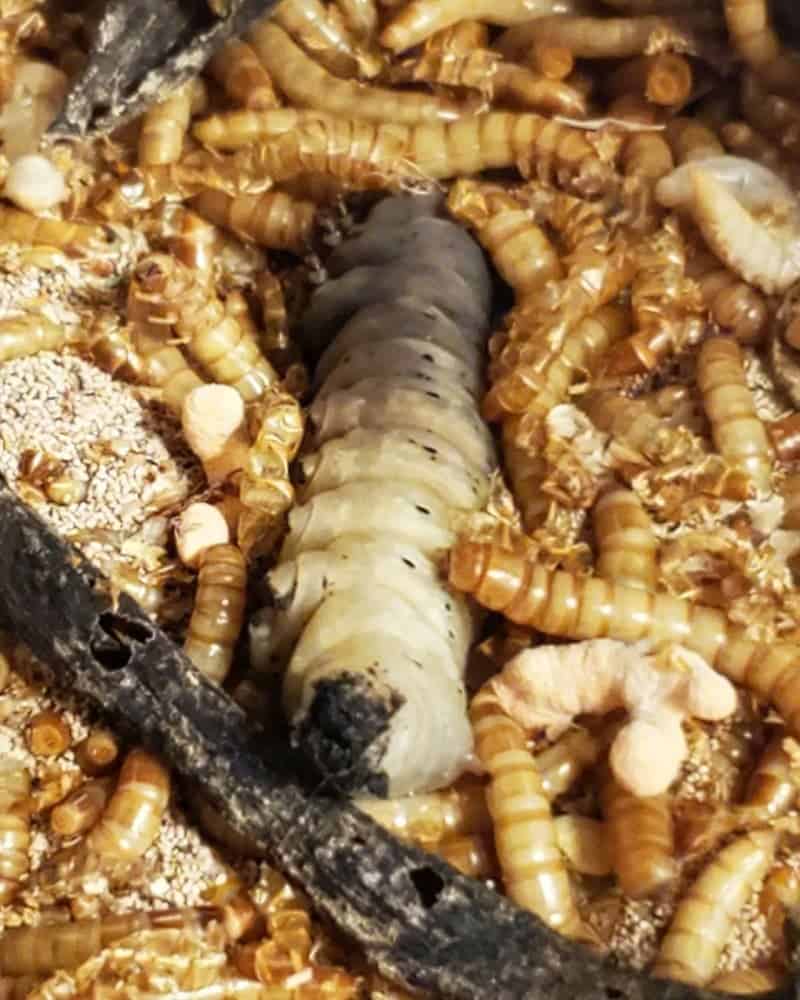 Do Mealworms Eat Meat