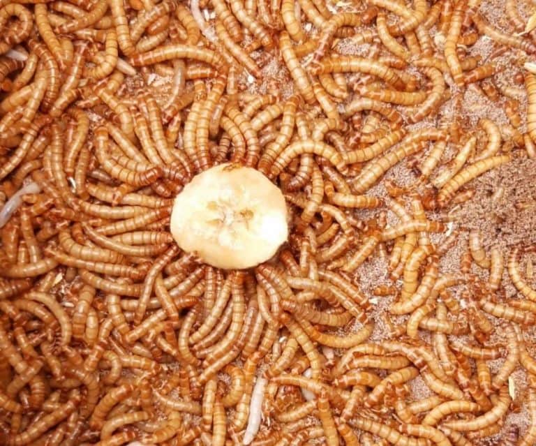 What Do Mealworms Eat? (With Pictures And Video)