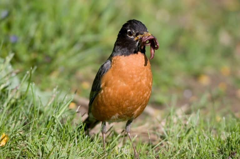 What Do Robins Eat: The Diet Of One Of The Most Popular Garden Birds