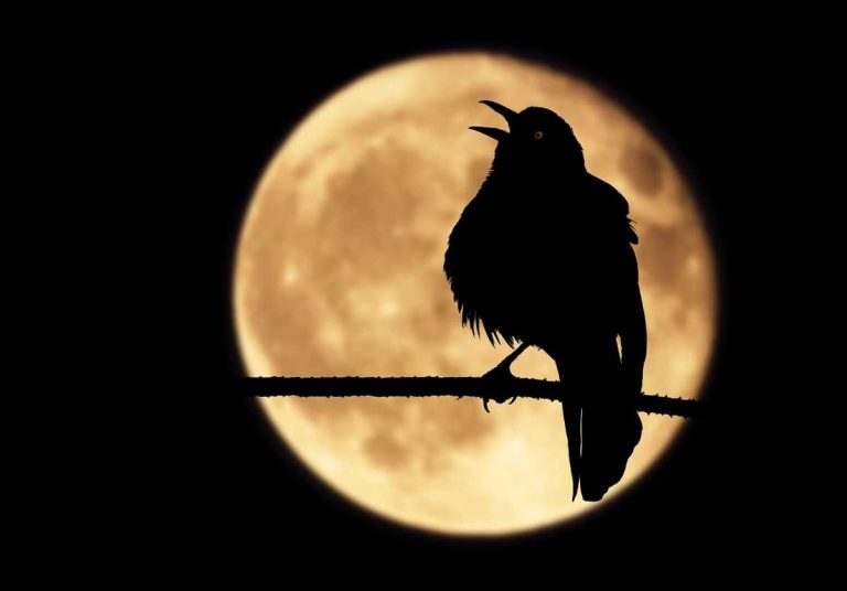 Spiritual Meaning of Hearing Birds Chirping at Night