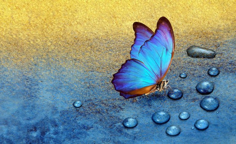 The Spiritual Meaning of Blue Butterfly: Symbolism, Omens (2022 Updated)