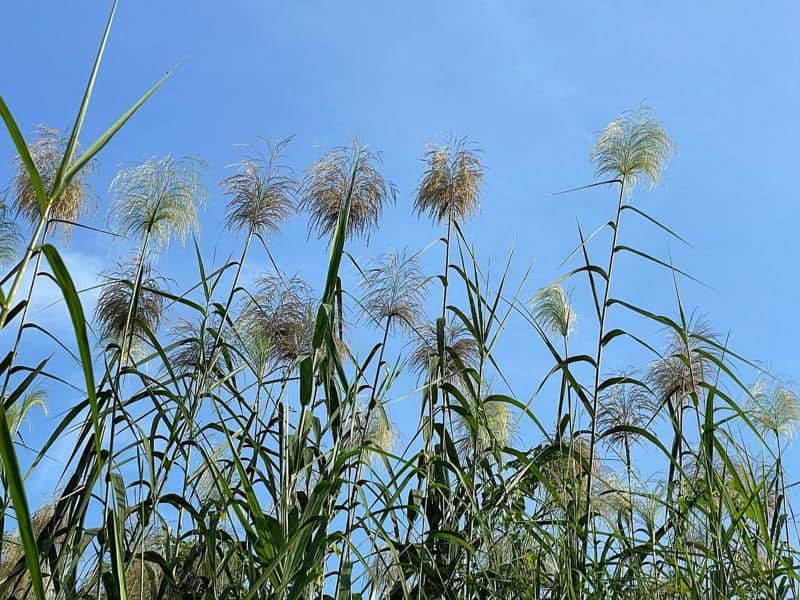 Giant reed (Arundo donax L.)