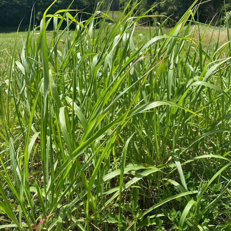 Johnson grass (Sorghum halepense)