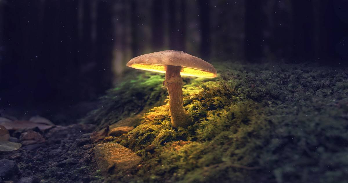 Mushrooms Spiritual Meaning