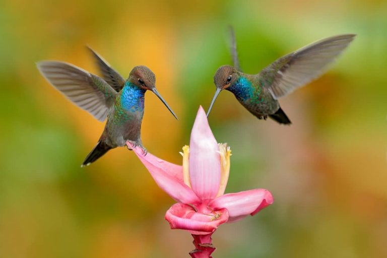 Spiritual Meaning Of Hummingbird: Symbolism, Totem, Spirit And Omens (2022 Updated)