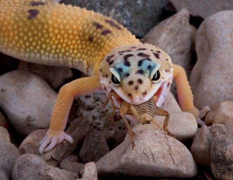 What Do Geckos Eat: What Is Their Favorite Food?