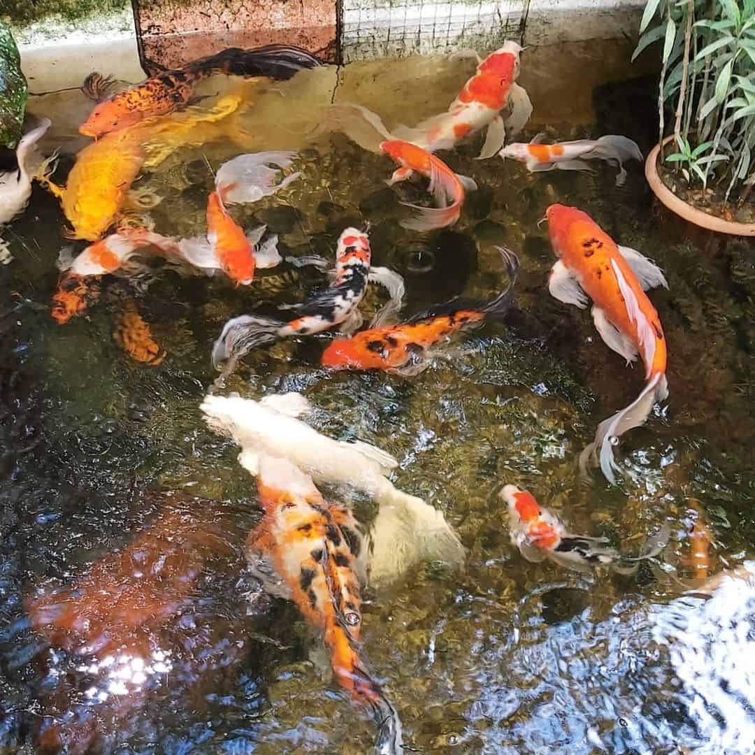 What Is A Koi