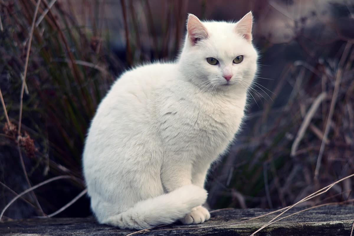 White Cat Symbolism