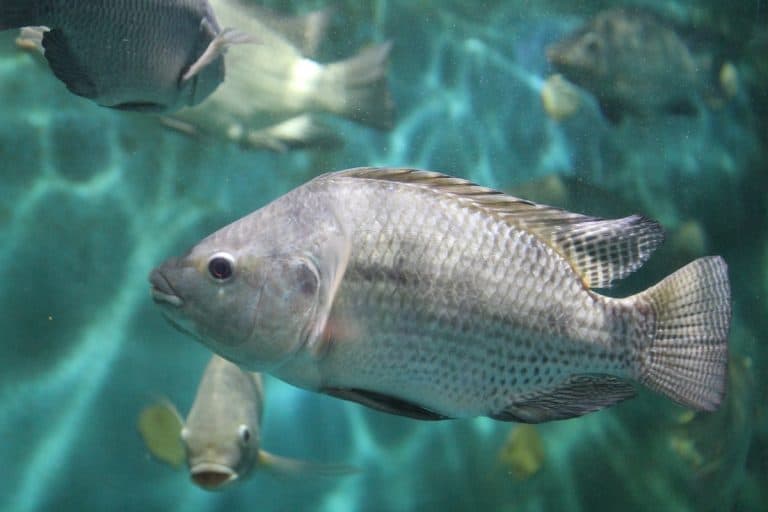 What Do Tilapia Eat (In The Wild & In Fish Farms)