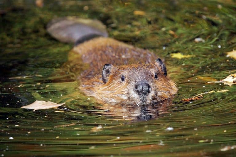 Animals That Look Like Beavers: 7 Beaver Lookalikes (With Pictures)