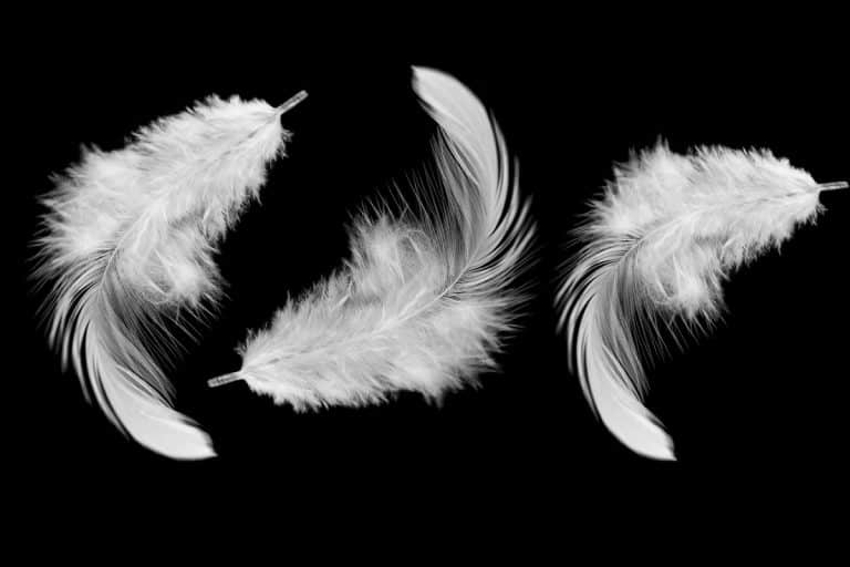Black and White Feather Meaning: Spirituality, Luck, and Symbolism
