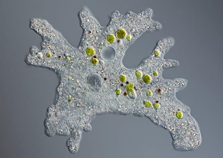 What Do Amoebas Eat? (With Incredible Images!)