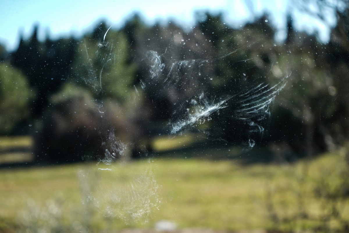 What Does It Mean When A Bird Hits Your Window Spiritual Symbolism