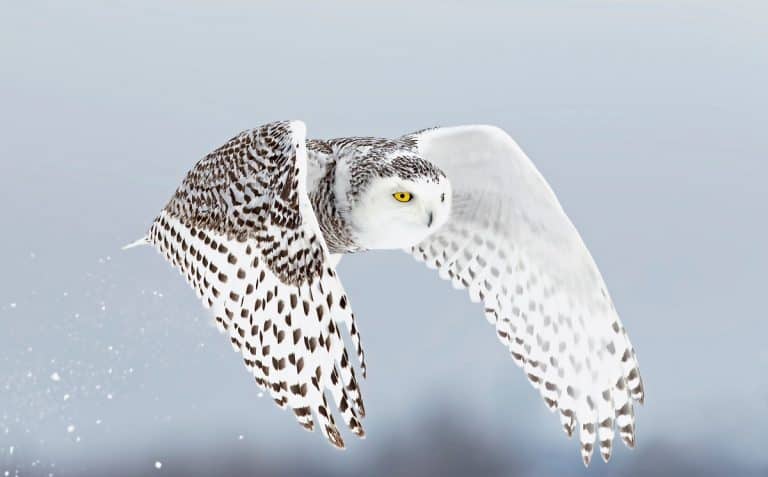 White Owl Meaning: What Is The Spiritual Significance Of Seeing A White Owl?