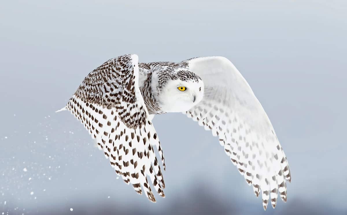 White Owl Meaning